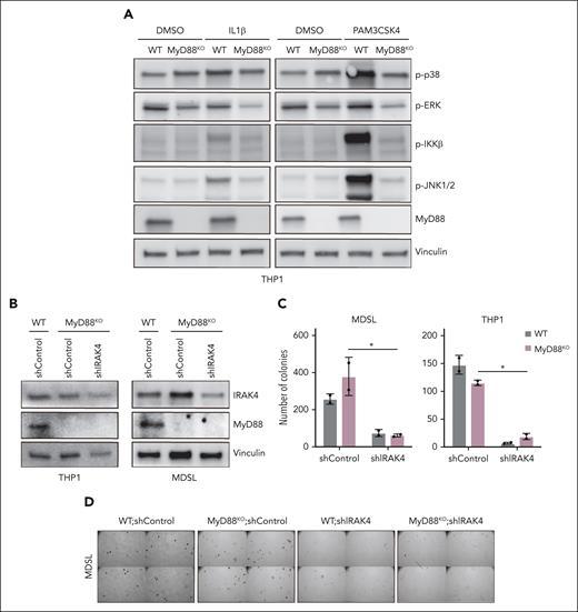 MyD88 is dispensable for MDS/AML LSPCs. (A) Immunoblots for MyD88 and the activation of downstream pathways (phospho-p38, phospho-JNK, phospho-IKK, and phospho- extracellular signal-regulated kinase) in WT and MYD88KO THP1 cells upon a 30-minute treatment with IL-1β (10 ng/µL) or the TLR1/2 ligand PAM3CSK4 (1 µg/mL) as compared with DMSO. (B) Immunoblots for IRAK4 and MyD88 in WT and MYD88KO THP1 and MDSL cells transduced with nontargeting shControl or shIRAK4. (C) Colony formation of WT and MYD88KO THP1 and MDSL cells transduced with nontargeting shControl or shIRAK4. (D) Representative colony images of WT and MyD88KO MDSL cells transduced with nontargeting shControl or shIRAK4 (original magnification ×40). Significance was determined with a Student t test (∗P < .05). Error bars represent the standard deviation. DMSO, dimethyl sulfoxide.