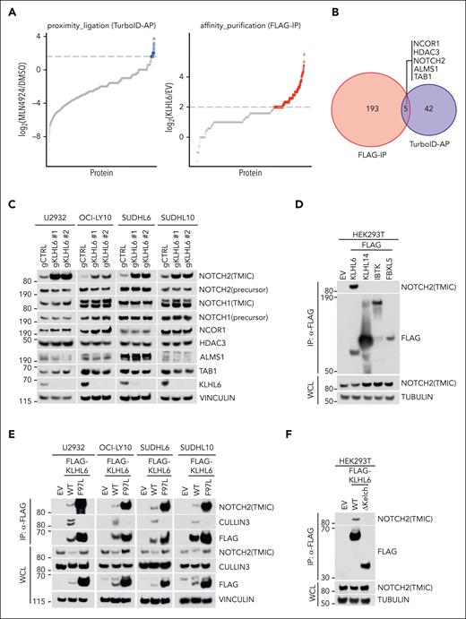 NOTCH2 is a specific interactor of KLHL6. (A, left) HLY1-TurboID-KLHL6 was treated with DMSO or 5 μM MLN4924 for 6 hours; biotin was added at 5 μM for 6 hours. The graph is a scatter plot showing the log2 ratio between the unique peptides identified via mass spectrometry upon biotin AP in the MLN4924 and DMSO condition. The blue circles represent the KLHL6 interactors enriched by at least threefold. (A, right) Scatter plot showing the log2 ratio between the unique peptides identified via mass spectrometry in the FLAG immunoprecipitation (FLAG-IP) of KLHL6 and the empty vector (EV).25 The red circles represent the KLHL6 interactors enriched by at least fourfold. (B) Venn diagram showing the overlap of the KLHL6 interactors that were identified in panel A. (C) Immunoblot analysis for the indicated proteins from the whole cell lysate (WCL) of U2932, OCI-LY10, SUDHL6, and SUDHL10 cells stably expressing Cas9 and 2 sgRNAs against KLHL6 and control sgRNA, (D) Immunoblot analysis for the indicated proteins from the WCL and FLAG-immunoprecipitated (FLAG-IP) samples of HEK293T cells overexpressing the indicated FLAG-tagged BTB proteins and F-box protein. The cells were treated with MLN4924 for 6 hours before harvesting. (E) Immunoblot analysis for the indicated proteins from WCL and FLAG- IP samples of U2932, OCI-LY10, SUDHL6, and SUDHL10 cells stably expressing EV, FLAG-KLHL6 (WT) or FLAG-KLHL6 (F97L). (F) Immunoblot analysis for the indicated proteins from WCL and FLAG- IP samples of FLAG-taggedWT KLHL6 and KLHL6 mutant lacking the Kelch domain (ΔKelch). The cells were treated with MLN4924 for 6 hours before harvesting. Unless otherwise noted, immunoblots are representative of 3 independent experiments. gCTRL, control sgRNA.