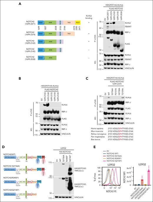 NOTCH2 binds KLHL6 in a degron that is different from FBXW7-degron. (A, left) Schematic representation of WT or mutated NOTCH2 interacting (+) or not (−) with KLHL6 is shown. (A, right) Immunoblot analysis for the indicated proteins from the WCL or FLAG-IP samples from HEK293T cells stably expressing hemagglutinin (HA)-tagged KLHL6 and overexpressing the indicated FLAG-tagged WT or mutated NOTCH2. (B) Same as that in panel A, but the indicated NOTCH2 mutants are used. (C, top) Same as that in panel A, but the indicated NOTCH2 mutants are used. (C, bottom) Alignment of the NOTCH2 degron in different species. The conserved Ser-Pro-His degrons are shown in red. (D, left) Schematic representation of NOTCH2 (WT), NOTCH2 (S2156A), and DLBCL-associated NOTCH2 mutants, NOTCH2 (R2400∗) and NOTCH2 (Q2140∗). (D, right) Immunoblot analysis for the indicated proteins from the WCL in U2932 cells stably expressing HA-tagged NOTCH2 (WT), NOTCH2 (S2156A) or DLBCL-associated NOTCH2 mutants, NOTCH2 (R2400∗) and NOTCH2 (Q2140∗). (E, left) Flow cytometry analysis for the plasma membrane NOTCH2 in U2932 cells stably expressing HA-tagged NOTCH2 (WT), NOTCH2 (S2156A) or DLBCL-associated NOTCH2 mutants, NOTCH2 (R2400∗) and NOTCH2 (Q2140∗). (E, right) Quantification of the MFI of the plasma membrane NOTCH2 in U2932 cells (mean ± SD; n = 3 independent experiments; one-way ANOVA; ∗∗∗∗P ≤ .0001). Unless otherwise noted, immunoblots are representative of 3 independent experiments. ANK, ankyrin; RAM, RBP-J associated module; TAD, transactivation domain.