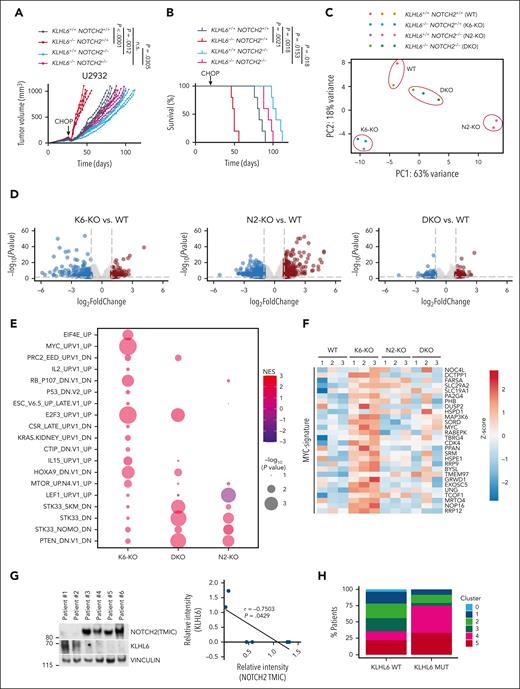 KLHL6 promotes DLBCL sensitivity to CHOP by controlling NOTCH2 levels. (A) 1 × 107 U2932-Cas9 cells with the indicated genotypes were xenografted in the flanks of NSG mice. After the average tumor volumes reached 100 mm3, mice were treated with cyclophosphamide (30 mg/kg), doxorubicin (2.48 mg/kg), and vincristine (0.38 mg/kg) IV on day 1, and prednisone (0.2 mg/kg) was given via oral gavage daily for 5 days. Experimental end point was reached when the tumor volume reached 1000 mm3. Each line represents one tumor in one mouse (n = 5 per group; two-way ANOVA). (B) Kaplan-Meier survival analysis of mice shown in panel A (n = 5 per group; Mantel-Cox test). (C) Principal component analysis for the transcriptomes of tumors with the indicated genotypes. (D) Volcano plot representing the log2(fold change) over the -log10(P value) of the differentially expressed genes. The red circles represent the significantly upregulated genes, and the blue circles represent the significantly downregulated genes (n = 3; DeSeq2; P ≤ .01). (E) Dot plot showing the GSEA for the transcriptomes in (D). Size of the dots is a function of the P value, and the color represents the normalized enrichment score. (F) Heat map showing the relative expression of MYC-signature genes using the normalized counts from the transcriptome analysis in panel D. (G, left) Immunoblot analysis for the indicated proteins in a panel of primary DLBCL biopsies. (G, right) Quantification of NOTCH2 (TMIC) (x-axis) and KLHL6 (y-axis) protein levels in each DLBCL biopsy specimen. (H) Percentage of KLHL6-mutated vs KLHL6 WT patients with DLBCL grouped based on the clusters, as previously defined.6