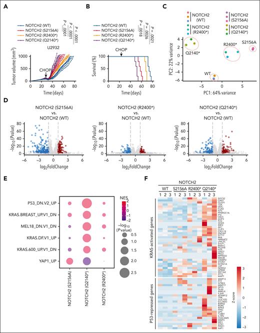 DLBCL-associated NOTCH2 mutants promote resistance to CHOP therapy. (A) 1 × 107 U2932 cells stably expressing the indicated NOTCH2 cDNA were xenografted in the flanks of NSG mice. After the average tumor volumes reached 100 mm3, mice were treated with cyclophosphamide (30 mg/kg), doxorubicin (2.48 mg/kg), and vincristine (0.38 mg/kg) IV on day 1, and prednisone (0.2 mg/kg) was given via oral gavage daily for 5 days. The experimental end point was reached when the tumor volume reached 1000 mm3. Each line represents one tumor in one mouse (n = 5 per group, two-way ANOVA). (B) Kaplan-Meier survival analysis of mice shown in panel A (n = 5 per group; Mantel-Cox test). (C) Principal component analysis for the transcriptomes of tumors with the indicated genotypes. (D) Volcano plot representing the log2 (fold change) over the -log10 (P value) of the differentially expressed genes. The red circles represent the significantly upregulated genes, and the blue circles represent the significantly downregulated genes (n = 3; DeSeq2; P ≤ .01). (E) Dot plot showing the GSEA for the transcriptomes in (D). The size of the dots is a function of the P value; the color represents the normalized enrichment score. (F) Heat map showing the relative expression of KRAS-activated and P53-repressed signature genes using the normalized counts from the transcriptome analysis in panel D.