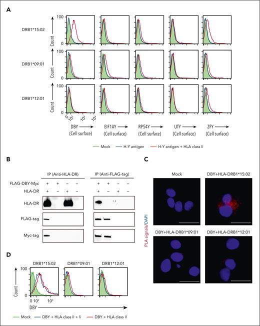 HLA class II molecules transport DBY protein to the cell surface without fragmenting into peptides. (A) Flow cytometry of cell surface expression of H-Y antigens (DBY, EIF1AY, RPS4Y, UTY, and ZFY). Mock (shaded histogram), H-Y antigens (blue line), or H-Y antigens with HLA-DRB1∗15:02, HLA-DRB1∗09:01, or HLA-DRB1∗12:01 (red line) were transfected into 293T cells. All H-Y antigens were fused with FLAG-tag at the N-terminus and detected using the anti-FLAG-tag antibody. The results of cell surface analyses are shown. (B) Coimmunoprecipitation (Co-IP) assay of protein–protein interactions between full-length DBY and HLA-DRB1∗15:02. DBY was fused with FLAG-tag at the N-terminus and Myc-tag at the C-terminus. FLAG-DBY-Myc with HLA-DRB1∗15:02, FLAG-DBY-Myc, HLA-DRB1∗15:02, or mock was transfected into 293T cells. Transfected cells were lysed, and the Co-IP assay was performed using anti-HLA-DR antibody (left) and anti-FLAG-tag antibody (right). The resulting IP was blotted with the indicated antibodies. (C) PLAs to visualize protein–protein interactions between Myc-tagged DBY and HLA-DR. Colocalization of Myc-tagged DBY and HLA-DR induced PLA signals (red). Mock (upper left) or Myc-tagged DBY with HLA-DRB1∗15:02 (upper right), HLA-DRB1∗09:01(lower left), or HLA-DRB1∗12:01 (lower right) was transfected into 293T cells and analyzed. Nuclei were stained with DAPI. (D) Flow cytometry of cell surface DBY expression with or without Ii. Mock (shaded histogram), Ii with DBY and HLA class II (blue line), or DBY with HLA class II (red line) was transfected into 293T cells. Analyses of HLA-DRB1∗15:02 (left), HLA-DRB1∗09:01 (middle), and HLA-DRB1∗12:01 (right) are shown. Mock: pSI vector. Scale bars: 20 μm (C). Original magnification, ×400 (C). All data are representative of 3 independent experiments. DAPI, 4',6-diamidino-2-phenylindole.