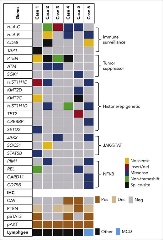 Summary of genomic sequencing of FA-LBCL. Cases of FA-LBCL showed frequent mutations with immune surveillance (HLA-B, HLA-C, CD58), histone modification genes, JAK/STAT pathway, NF-κB, and tumor suppressor genes, particularly PTEN. Dec, decreased; MCD, MYD88 and CD79B group; Neg, negative; Pos, positive.