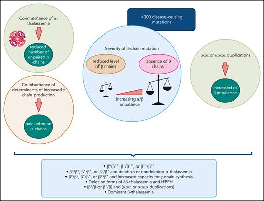 Modifiers of the β-thalassemia phenotype leading to β-thalassemia intermedia. The primary modifier of phenotype is the severity of the β-globin chain mutation (β++, β+, or β0), with varying α/β-globin chain imbalance. Coinheritance of α-thalassemia and increased expression of α-globin stabilizing protein act as secondary modifiers that mitigate the α/β-globin chain imbalance. In contrast, inheritance of a triplicated or quadruplicated α-globin gene locus may amplify the severity of a heterozygous β-thalassemia state. In some instances, a single dominantly inherited β-globin locus mutation can be responsible for a β-thalassemia intermedia phenotype. HPFH, hereditary persistence of fetal hemoglobin. Figure created with BioRender.