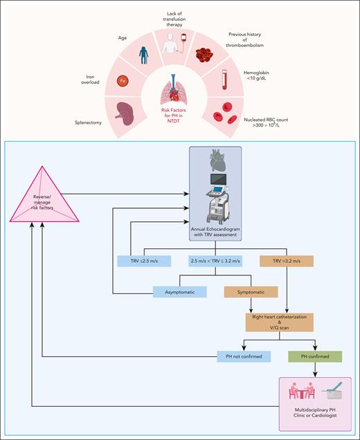 Risk factors for PH and management approach in patients with NTDT. Patients with NTDT should be screened annually with a transthoracic echocardiogram with assessment of the tricuspid regurgitant velocity (TRV). For patients who are symptomatic or have a TRV >3.2 m/s, right heart catheterization is appropriate to confirm the diagnosis of PH. Other secondary causes should be excluded. A ventilation/perfusion (V/Q) scan should be obtained to evaluate for chronic thromboembolic disease. If asymptomatic and 2.5 < TRV ≤ 3.2 m/s, close follow-up is warranted, and management of reversible risk factors should be considered. RBC, red blood cell. Figure created with BioRender.