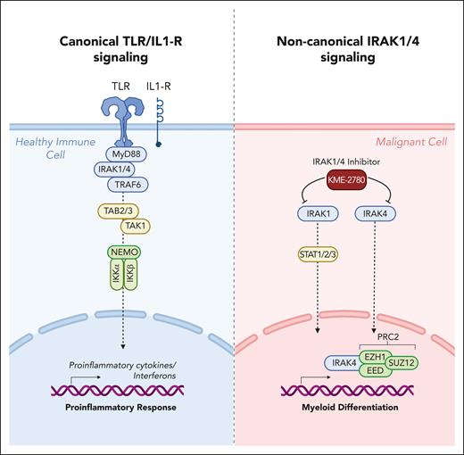 Schematic overview of canonical TLR/IL1-R signaling pathway in healthy cells vs alternative signaling routes mediated by IRAK1/4 in malignant hematopoietic cells described by Bennett et al. Figure created with BioRender.com.