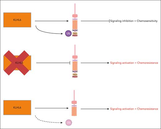 Schematic representation of the main findings reported by Zhou et al. The authors show that NOTCH2 is a target of the cullin-ring ubiquitin type 3 ligase KLHL6. Ubiquitination of the intracellular part of NOTCH2 causes protein degradation and pathway inhibition. Loss-of-function mutations in KLHL6 or NOTCH2 mutations in the C-terminal domains result in both failed ubiquitination and failed pathway inhibition, leading to activation of a RAS/extracellular signal-regulated kinase–dependent signaling and chemoresistance. NLS, nuclear localization signal; PEST, proline/glutamic acid/serine/threonine; TAD, transcriptional activation domain; Ub, ubiquitination.