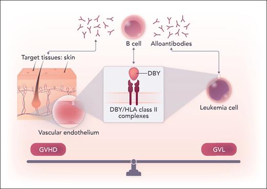 DBY/HLA class II complexes were found to be expressed on the surface of dermal vascular endothelium as well as leukemia blasts. The downstream humoral responses and production of alloantibodies against these complexes caused cytotoxicity in the skin but also against leukemia, illustrating a potentially targetable common thread between the fine balance of GVHD and GVL. Professional illustration by Somersault18:24.
