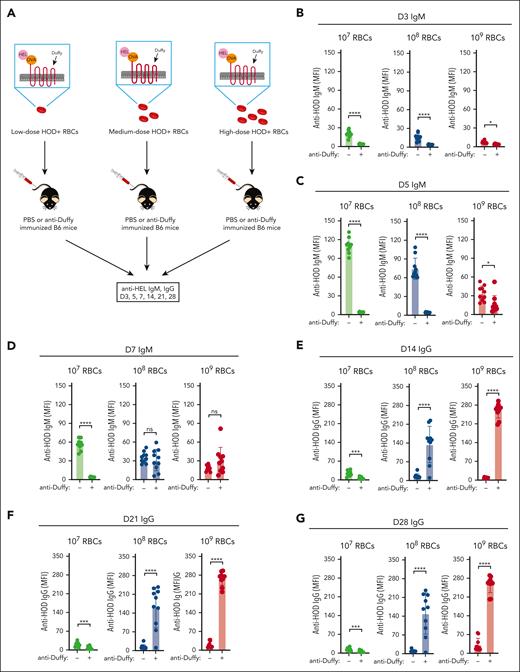 The dose of transfused HOD RBCs and the presence of anti-Duffy antibodies influences RBC alloimmunization. (A) Schematic representation of nonimmunized or anti-Duffy–antibody passively immunized recipient B6 mice exposed to 107, 108, or 109 HOD RBCs followed by examination of anti-HOD antibody formation. (B-G) Nonimmunized or anti-Duffy–antibody passively immunized recipient B6 mice were exposed to 107, 108, or 109 HOD RBCs, followed by detection of anti-HEL IgM on days 3 (B), 5 (C), and 7 (D), and of IgG on days 14 (E), 21 (F), and 28 (G) after transfusion; n = 10 mice per group. All plots show mean values ± standard deviation. ∗P < .05; ∗∗P < .01; ∗∗∗P < .001; and ∗∗∗∗P < .0001. These results are representative of 3 independent experiments.