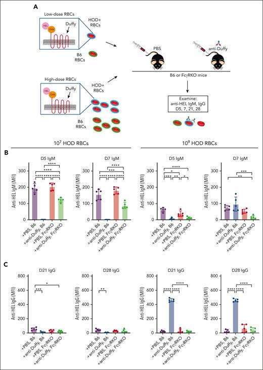 The presence of activating FcγRs affects antibody-induced alterations in RBC alloimmunization. (A) Schematic of the experimental design. Anti-Duffy–antibody immunized or nonimmunized B6 or FcγR KO mice were exposed to different doses (107 or 109) of HOD followed by evaluation of anti-HOD antibody formation. (B-C) Anti-HEL IgM (B) and IgG (C) antibody responses were measured in anti-Duffy–immunized or nonimmunized B6 or FcγR KO mice after exposure to 107 and 109 HOD RBCs at various time points, as indicated; n = 5 mice per group. All plots show mean values ± standard deviation. ∗P < .05; ∗∗P < .01; ∗∗∗P < .001; and ∗∗∗∗P < .0001. These results are representative of 2 independent experiments.