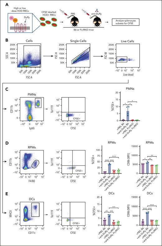 Activating FcγRs regulate anti-Duffy–mediated HOD RBC removal by multiple immune populations in the spleen. (A) Schematic of experiment shown. CFSE-labeled HOD RBCs were transfused into B6 or FcγR KO mice in the presence or absence of anti-Duffy antibodies. (B) A partial summary of the flow-cytometry gating strategy used to detect CFSE+ immune populations. (C-E) Examination of distinct immune populations for CFSE positivity after exposure of B6 or FcγR KO mice to CFSE-labeled HOD RBCs in the presence or absence of anti-Duffy antibodies, including neutrophils (PMNs) (C), red pulp macrophages (RPMs; D), and DCs (E); n = 3 to 4 mice per group. Quantitative analysis of CFSE+ TER119− events are shown. All plots show mean values ± standard deviation. ∗P < .05; ∗∗P < .01; and ∗∗∗P < .001. These results are representative of 3 independent experiments.