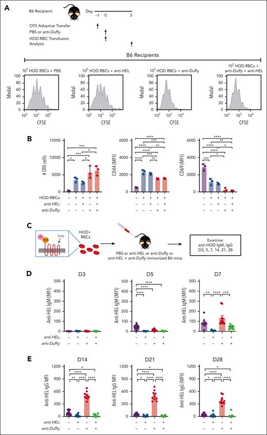Anti-HEL antibodies reverse the ability of anti-Duffy to augment HOD RBC alloimmunization. (A) The experimental design of CD4+ OT-II cell evaluation after exposure of B6 mice to HOD RBCs in the presence or absence of anti-HEL, anti-Duffy or anti-HEL + anti-Duffy antibodies, including representative flow cytometric examination of OT-II proliferation after exposure to 109 HOD RBCs in the presence or absence of anti-HEL, anti-Duffy or anti-HEL + anti-Duffy antibodies, as indicated. (B) Quantitative analysis of OT-II proliferation, CD44, and CD69 levels after exposure of B6 mice to high-dose (109) HOD RBCs in the presence or absence of anti-HEL, anti-Duffy or anti-HEL + anti-Duffy antibodies, as indicated. (C) Schematic of HOD RBC–induced antibody formation in the presence or absence of anti-HEL, anti-Duffy, or anti-HEL + anti-Duffy antibodies. (D-E) Evaluation of the development of the anti-HEL IgM (D) and IgG (E) antibody response in the presence or absence of anti-HEL, anti-Duffy, or anti-HEL + anti-Duffy antibodies after exposure of B6 mice to 109 HOD RBCs at the indicated time points. n = 3 to 10 mice per group. Modal = all histograms scaled as a percentage of the maximum count. All plots show mean values ± standard deviation. ∗P < .05; ∗∗P < .01; ∗∗∗P < .001; and ∗∗∗∗P < .0001. These results are representative of 2 independent experiments.