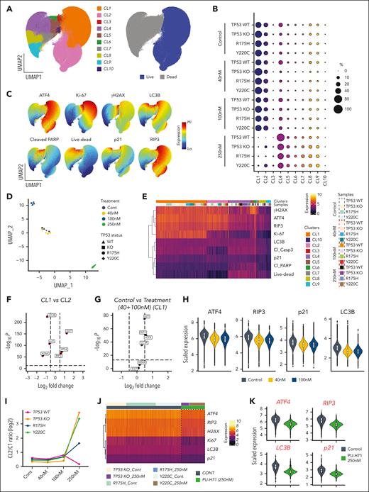 PU-H71 targets baseline cellular stress responses to induce cell death. (A) Isogenic TP53-WT, -KO, and -mutant (R175H and Y220C) Molm13 cells were untreated or treated with 40, 100, or 250 nM PU-H71; stained with an array of antibodies; and subjected to flow cytometry analysis. Cells from all experiments were subjected to the FlowSOM algorithm to identify clusters. Cells were then subjected to UMAP dimensional reduction and projected on 2-dimensional plots with live (blue) and dead (gray) cells. (B) Bubble plot of the FlowSOM cluster frequencies from panel A across TP53-WT, -KO, and -mutant (R175H and Y220C) Molm13 cells. (C) UMAP plots for the indicated markers. (D) The FlowSOM cluster frequencies shown in panel B were used for UMAP dimension reduction to map similarities and dissimilarities in the response of isogenic TP53-WT, -KO, and -mutant (R175H and Y220C) leukemia cells to PU-H71 treatment. Shapes indicate the cell types and colors indicate the treatment conditions. (E) Single-cell protein expression heatmap showing expression of the indicated markers (rows) across 16 different experimental conditions (TP53-WT, -KO, -R175H, and -Y220C leukemia cells that were untreated or treated with 40, 100, and 250 nM PU-H71) and the 10 FlowSOM clusters identified in panel A. (F) Volcano plot showing differentially expressed markers between CL1 and CL2 live cells. Dashed vertical lines indicate the fold change cutoff ratio of 0.5. (G) Volcano plot showing differentially expressed markers between untreated CL1 cells and CL1 cells treated with 40 or 100 nM PU-H71. Dashed vertical lines indicate the fold change cutoff ratio of 0.5. (H) Violin plots summarize expression of the indicated markers in untreated CL1 cells (bluish gray) and CL1 cells treated with 40 nM (yellow) or 100 nM (blue) PU-H71. (I) Log2-transformed CL2/CL1 ratios in TP53-WT, -KO, and -mutant leukemia cells plotted against 4 different treatment conditions. The FlowSOM CL1 and CL2 frequencies, shown in panel B, of untreated and PU-H71-treated TP53-WT, -KO and -mutant leukemia cells were used to calculate CL2/CL1 ratios. (J) Single-cell protein expression heatmap showing expression of the indicated markers (rows) across control CL2 cells and residual CL2 cells detected after treatment of TP53-KO and -mutant (R175H and Y220C) leukemia cells with 250 nM PU-71. The scale bar indicates scaled marker expression levels. (K) Violin plots summarize expression of the indicated markers in CL2 clusters from untreated TP53-KO, and -R175H and -Y220C mutant leukemia cells (bluish gray) vs residual CL2 in TP53-KO, and -R175H and -Y220C mutant leukemia cells treated with 250 nM PU-H71.