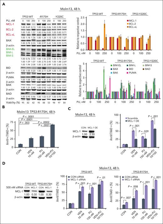 PU alters the levels of BCL-2 proteins and synergizes with VEN to induce cell death in AML independent of TP53 mutation status. (A) BCL-2 family protein levels were determined in TP53-WT and -mutant Molm13 cells treated with PU-H71. Results of a representative immunoblotting (left) and quantitative analysis of 3 independent measurements (right). (B-F) TP53-R175H Molm13 cells (B), control and MCL-1 overexpressing Molm13 cells (C), and MCL-1 knockdown (KD) by small interfering RNA TP53-WT or TP53-R175H Molm13 cells (D), (F) were treated with PU, VEN, or both for 48 hours. Cell death was determined via flow cytometry. CON, control; PU, PU-H71.
