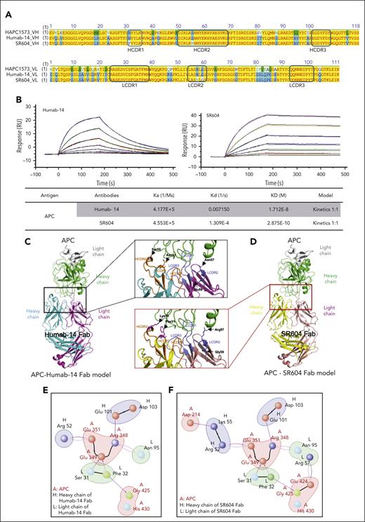 SR604 significantly improved binding affinity toward APC. (A) The sequence alignment of variable regions of HAPC1573, Humab-14, and SR604. CDRs are annotated using the Kabat numbering scheme. (B) Biacore sensorgrams (top) showing the association and dissociation curves of Humab-14 (left) and SR604 (right) binding to APC at different concentrations. The calculated affinity parameters are listed in the table at the bottom. (C) Model of APC-Humab-14 Fab complex computation simulated via the Protein-Protein Docking Module of BioLuminate. (D) Model of APC-SR604 Fab complex. (E-F) Protein-protein interactions between Humab-14 Fab (E) or SR604 Fab (F) and APC were calculated using the Protein Interaction Analysis module from BioLuminate (Schrödinger). The ribbon and surface maps were illustrated using Pymol (Schrödinger). RU, relative unit.