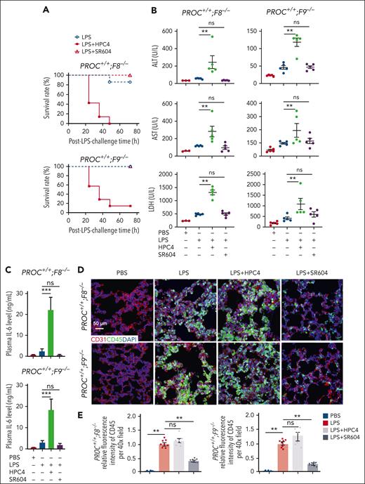 SR604 does not interfere with the cytoprotection and endothelial barrier function of APC in hemophilic mice. Eight-week-old male PROC+/+;F8−/− and PROC+/+;F9−/− mice were injected IV with either SR604 (0.5 mg/kg) or HPC4 (0.5 mg/kg), followed by intraperitoneal injection of LPS (10 mg/kg). (A) Survival rates of different groups of mice. Mice were examined every 12 hours for 3 days, and the survival rates were recorded after LPS challenge. (B-C) Plasma levels of alanine aminotransferase, aspartate aminotransferase, lactate dehydrogenase, and interleukin-6 (IL-6) of mice. ∗P < .05; ∗∗P < .01; ∗∗∗P < .001. (D-E) Representative confocal images of immunofluorescent staining of cryosections of the lungs. CD31 marks endothelial cells and CD45 labels inflammatory cells, with 4′,6-diamidino-2-phenylindole (DAPI) used for nuclear staining. CD45+ cells were quantified using ImageJ software.