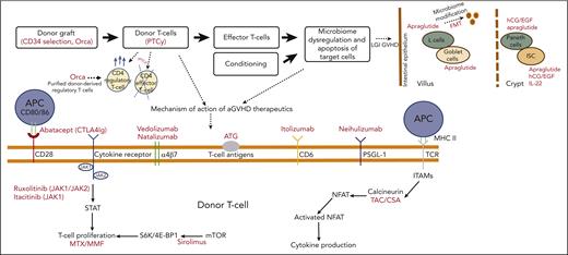 Novel therapeutics to prevent and treat acute GVHD. APC, antigen-presenting cell; CTLA4, cytotoxic T-lymphocyte antigen 4; FMT, fecal microbiome transplant; IL-22, interleukin-22; hCG/EGF, human chorionic gonadotropin/epidermal growth factor; ISC, intestinal stem cell; ITAM, immunoreceptor tyrosine-based activation motif; JAK, Janus kinase; LGI, lower gastrointestinal; MHC II, major histocompatibility complex II; mTOR, mammalian target of rapamycin; NFAT, nuclear factor of activated T cells; PSGL-1, P-selectin glycoprotein ligand 1; PTCy, posttransplant cyclophosphamide; STAT, signal transducer and activator of transcription protein; TCR, T-cell receptor.
