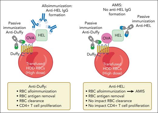 On transfusion of HOD RBCs at a high dose (109) in mice, in the presence of anti-Duffy alone (left side), alloimmunization (anti-HEL IgG formation) is significantly enhanced. Anti-Duffy increases RBC antigen removal, RBC clearance, and CD4+ T-cell proliferation. Notably, antibody-mediated RBC clearance may enhance de novo alloimmunization. On transfusion of HOD RBCs at a high dose (109) in mice, in the presence of the combination of anti-Duffy and anti-HEL (right side), the enhanced anti–Duffy-mediated RBC alloimmune response is overturned by anti-HEL into AMIS. Anti-HEL increases RBC antigen removal but does not impact RBC clearance and CD4+ T-cell proliferation. Figure created with BioRender.com. OVA, ovalbumin.
