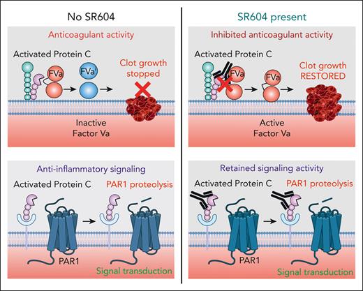 SR604 restores hemostasis by selectively blocking APC anticoagulant activity. The anti-APC mAb SR604 binds with ultra-high affinity to APC at an epitope important for binding to its substrate, FVa. In doing so, it potently blocks APC anticoagulant activity to restore thrombin generation in preclinical hemophilia models. In contrast, SR604 does not impede endogenous APC anti-inflammatory activity via PAR1.