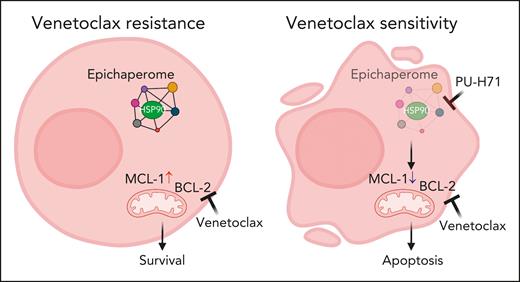 Targeting the HSP90 epichaperome synergized with BCL-2 inhibition to effectively eliminate TP53-mutant AML cells. (Left) Exposure to venetoclax over longer time, MCL-1 expression is elevated. (Right) Addition of PU-H71 decreases MCL-1 expression and induces apoptosis. Figure created with BioRender.com.