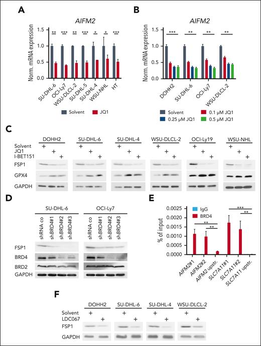 BRD4 positively regulates FSP1 expression in GCB-DLBCL. (A-B) Various GCB-DLBCL cell lines were treated with 0.25 μM (A) or the indicated concentrations (B) of JQ1 for 24 hours. AIFM2 transcript levels were assessed by qPCR. SDHA served as reference gene. (C) FSP1 and GPX4 protein expression was analyzed by immunoblotting in various GCB-DLBCL cell lines treated with solvent, JQ1 or I-BET151 for 24 hours. GAPDH served as loading control. (D) In SU-DHL-6 and OCI-Ly7 cells, BRD4 expression was silenced using 3 independent shRNAs. FSP1 and GPX4 protein levels were visualized by immunoblotting. GAPDH served as loading control. (E) Chromatin immunoprecipitation analysis of BRD4 binding to AIFM2 and SLC7A11 promoter regions. For each gene, 2 independent promoter-specific (#1 and #2) and 1 upstream (upstr.) primer as internal negative control are shown. (F) The indicated GCB-DLBCL cell lines were treated with the CDK9 inhibitor LDC067 for 24 hours and analyzed for FSP1 expression by immunoblotting. GAPDH served as loading control. Error bars correspond to the mean ± SD. Data are representative of at least 3 (A-C) or 2 (D-F) independent experiments. ∗P < .05; ∗∗P < .01; ∗∗∗P < .005. GAPDH, glyceraldehyde 3-phosphate dehydrogenase.