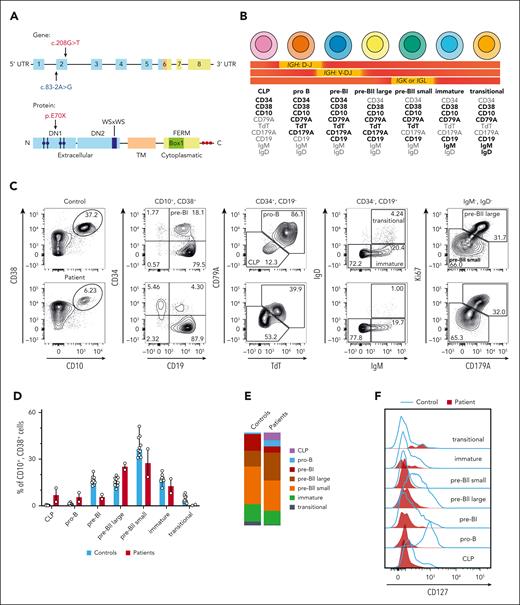 IL-7Rα deficiency impairs the differentiation and expansion of early BCPs. (A) Overview of the IL-7Rα chain with the individual domains and motifs highlighted as shown in the figure. Top graph shows the gene with exons marked as boxes; bottom graph shows the protein. Extracellular domain (blue) with fibronectin type 3–like domains DN1 and DN2 and 4 paired cysteine residues indicated by blue circles as well as WS × WS motif; transmembrane domain (orange); intracellular domain (yellow) with four-point-one protein, ezrin, radixin, moesin (FERM) domain, BOX1 domain, and 3 tyrosine residues indicated by red circles. The mutations of the 2 patients are indicated by arrows. One patient had a homozygous premature nonsense mutation (red), whereas the other patient had a heterozygous splice acceptor site mutation (blue) and a chromosomal deletion of the other allele. (B) Markers used for the definition of the human BCP populations with the corresponding stages of V(D)J recombination. Markers that are strongly expressed by the given population are depicted in bold, whereas a lack of expression is shown in gray. (C) Flow cytometric analysis of the BCP stages in the BM, shown for 1 representative pediatric control and 1 patient. (D) Relative cell counts of the BCP stages in pediatric controls (n = 10) and the 2 patients with IL-7Rα deficiency. Data show median with range. (E) Distribution of BCP stages in pediatric controls (n = 10) and the 2 patients with IL-7Rα deficiency. Data show the median of each population. (F) Expression of the IL-7Rα chain (CD127) on the individual human BCP subsets in the BM of a healthy pediatric control compared with a patient with IL-7Rα deficiency. UTR, untranslated region.