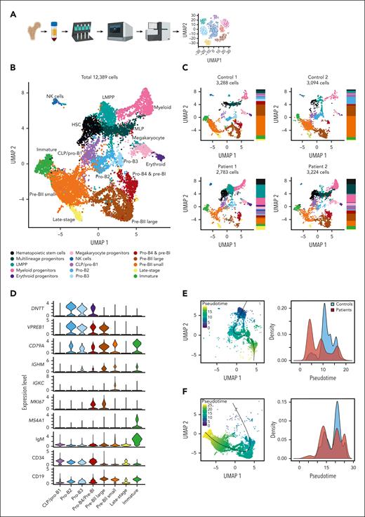 scRNA-seq recapitulates aberrant differentiation of early BCPs in patients with IL-7Rα deficiency. (A) Preparation of the scRNA-seq data set. Mononuclear cells of BM samples of 2 healthy pediatric donors and 2 patients with IL-7Rα deficiency were isolated via Ficoll density centrifugation, depleted of dead cells, stained with CITE-seq antibodies, and enriched for BCPs using magnetic-activated cell sorting before preparing the single-cell library according to the 10x Chromium protocol, followed by sequencing using Illumina technology. (B) UMAP plot showing the distribution of the individual clusters of the entire data set of patient and control samples. (C) Individual UMAP plots showing the clusters and their distribution in the adjacent panel for each control and patient. Color coding is identical to that in panel B. (D) Violin plots showing the expression of the B-cell markers used for the annotation of the individual B-cell clusters. Bottom 3 panels represent CITE-seq markers. (E-F) Pseudotime analysis for the early (E) and late (F) BCP subsets. Left panels in panels C,E-F show pseudotime calculated as described in “Methods” and plotted on the UMAP of the respective data set; right panels show comparison of pseudotime values for controls vs patients. Black lines in the left plots in panels E-F denote the trajectories.
