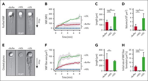 Effects of HDL and LDL on VWF self-association in microfluidic devices. (A-D) Solutions containing purified VWF (7.5 μg/mL) in phosphate-buffered saline, fluorescein isothiocyanate (FITC)–conjugated anti-VWF antibody, and HDL (2.4 mg/mL) or LDL (2.2 mg/mL) were perfused through microfluidic devices at an upstream wall-shear rate of 9300 s−1. VWF fibers formed around the micropost were monitored for both DIC and FITC intensities. Data were from 3 to 6 experiments. (A) DIC images of VWF fibers formed after 8 minutes of perfusion. (B) VWF fibers, proportional to the mean fluorescence intensity of the bound FITC-conjugated anti-VWF antibody, were quantified over time. Shading represents standard deviations (SDs). The length and volume of VWF fibers at the end of perfusion were quantified in (C) and (D), respectively. (E-H) Citrated plasma from healthy donors, with phosphate-buffered saline, HDL (1 mg/mL), or LDL (1 mg/mL) were perfused through microfluidic devices. VWF fibers formed around the micropost were monitored using DIC intensity. Data were from 3 to 7 experiments. (E) DIC images of VWF fiber formation after 8 minutes of perfusion. (F) VWF fiber areas were quantified over time. Shading represents SDs. (G) The lengths of VWF fibers at the end of perfusion were quantified. (H) The initial rates of VWF fiber formation were calculated. ∗P < .05; ∗∗P < .01; and ∗∗∗P < .001 by t test.