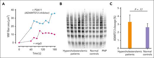 Enhanced VWF fiber formation in the presence of an ADAMTS13 inhibitor and no effect of high LDL in patients with hypercholesterolemia on VWF cleavage by ADAMTS13. (A) Citrated plasma was incubated with inhibitory monoclonal antibody P3A11 (100 μg/mL) to ADAMTS13 or isotype control mouse antibody at room temperature for 1 hour before perfusion through microfluidic devices. VWF fiber formation was monitored and quantified over time. (B) VWF multimers in patients with hypercholesterolemia were similar to those of healthy controls. VWF multimers were analyzed using 1.7% agarose gel and immunoblotting. (C) VWF cleavages in vivo by ADAMTS13 measured by mass spectrometry in patients with hypercholesterolemia were similar to those in healthy controls. The data were analyzed using Student t test, and the P values are indicated. PNP, pooled normal plasma.