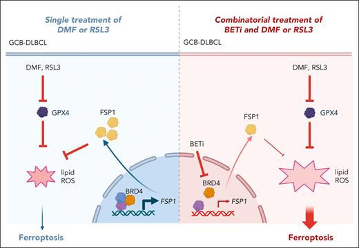 Schematic representation of the pathways involved in the synergic effect of the small-molecules ferroptosis inducers together with BETi.