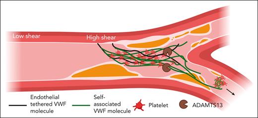 Schema for the procoagulant consequences of VWF self-association. In the arterial circulation, VWF circulates in an inactive globular form until it encounters areas of high shear forces or endothelial cell activation. High shear promotes VWF self-association to tethered VWF strands on endothelial cells. Self-associated VWF is active and binds platelets. This noncovalent VWF/platelet aggregation creates the potential for VWF/platelet-rich emboli into the distal arterial microcirculation. Figure created with Biorender.com.