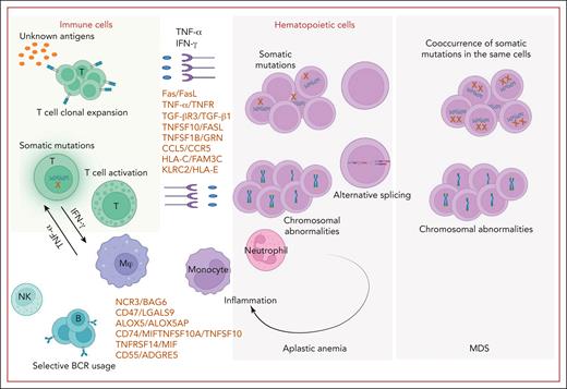 Frequent events and molecular pathways involved in immune BMF syndrome. In immune BMF syndrome, T cells, with or without somatic mutations (eg, on STAT3) undergo clonal expansion and activation. This occurs after recognizing unknown antigens, causing the T cells to polarize to type 1 T helper cell response and stimulate cytotoxic T cells. Excessive production of proinflammatory cytokines like IFN-γ and TNF-α and cytotoxic T lymphocytes lead to HSPC destruction via Fas/Fas ligand (FasL) and the TNF-α and receptor apoptosis pathway. Newly identified (by scRNA-seq) ligand–receptor pairs such as TGF-βR3/TGF-β1, TNFSF10/FasL, and CCL5/CCR5 also contribute to cell–cell interactions in this process. B cells exhibit distinct BCR usage and interact with other cell types through ligand–receptor pairs such as NCR3/BAG6, CD47/LGALS9, and ALOX5/ALOX5AP. NK cells play an immunomodulatory role in AA. Somatic mutations and chromosomal abnormalities are prevalent and participate not only in CH but also contribute to an inflammatory phenotype through cell-autonomous and non–cell-autonomous effects. Alternative splicing is observed in AA and MDS, contributing to lineage bias. Figure created with BioRender.com.