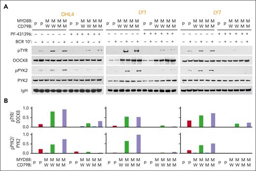 MYD88L265P expression increases PYK2-dependent DOCK8 phosphorylation in DLBCL. (A) Immunoblot of pTYR, DOCK8, pPYK2, and PYK2 in engineered DHL4, LY1, and LY7 cells that were untreated or treated with 50 nM PYK2 inhibitor (PF-431396) before analysis at baseline or after BCR crosslinking for 10 minutes. IgH was used as a loading control. Data are representative of 1 of 3 independent experiments. (B) Densitometry analysis of the protein bands.
