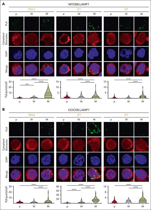 MYD88L265Pexpression increases endolysosomal colocalization of MYD88 and DOCK8. (A) (Top) Confocal images of MYD88:LAMP1 PLA signals in DHL4, LY1, and LY7 parental (p), MYD88WT (W)-, or MYD88L265P (M)-overexpressing cells. (Bottom) Quantification data of n > 50 cells classified per condition. Violin plots, ∗∗∗P < .001; ∗∗∗∗P < .0001. (B) (Top) Confocal images of LAMP1:DOCK8 PLA signals in DHL4, LY1, and LY7 p, W-, or M-overexpressing cells. (Bottom) Quantification data of n > 70 cells classified per condition. Violin plots, ∗∗∗∗P < .0001. Asterisks represent P values in a Mann-Whitney test.