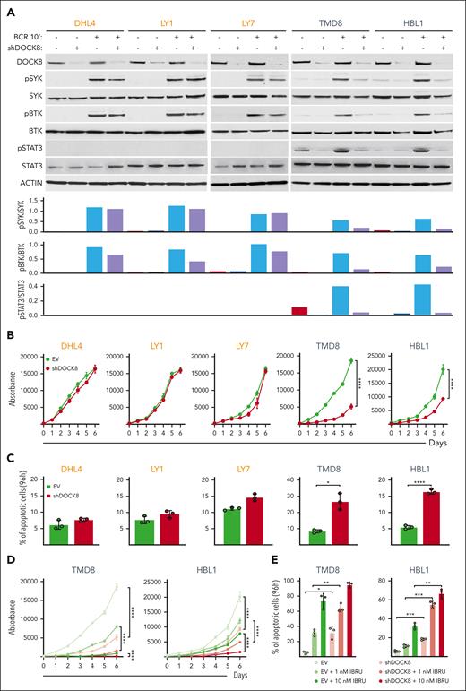 DOCK8 depletion selectively decreases proximal BCR signaling, cellular proliferation, and viability in DLBCLs with endogenous MYD88L265P/CD79BY196F alterations and synergizes with chemical BTK inhibition. (A) (Top) Immunoblot of DOCK8 in parental DHL4, LY1, and LY7 cell lines with endogenous MYD88WT (and CD79BWT), and TMD8 and HBL1 cell lines with endogenous MYD88L265P and CD79BY196F after shRNA–mediated DOCK8 depletion. Phosphorylation of SYK, BTK, and STAT3 was analyzed at baseline and after BCR crosslinking for 10 minutes. Actin was used as a loading control. (Bottom) Densitometry analysis of protein bands. Data are representative of 1 of 3 independent experiments. (B) Proliferation of the indicated DLBCL cell lines, transduced with an empty vector (EV) or short hairpin DOCK8 (shDOCK8), was detected using the alamarBlue assay. P values for shDOCK8 vs EV were determined with a 2-way analysis of variance (ANOVA); ∗∗∗∗P < .0001. Error bars represent the standard deviation (SD) of 3 independent replicates from a representative experiment. (C) Apoptosis of the indicated cell lines at day 4 (96 hours) is shown as percentage of annexin V+ cells ± SD from 3 independent replicates of a representative experiment; ∗P < .05; ∗∗∗∗P < .0001. Asterisks represent P values in the Student t test. (D) Proliferation of TMD8 and HBL1 cells transduced with the EV control or shDOCK8 and treated with the indicated doses of IBRU for 6 days, as detected via the alamarBlue assay. P values were determined using 2-way ANOVA; ∗∗∗∗P < .0001. Error bars represent the SD of 3 independent replicates from a representative experiment. (E) Apoptosis of TMD8 and HBL1 cells (in D) on day 4 (96 hours) is shown as the percentage of annexin V+ cells ± SD of 3 independent replicates from a representative experiment: ∗P < .05; ∗∗P < .01; ∗∗∗P < .001. Asterisks represent P values in the Student t test. IBRU, ibrutinib.