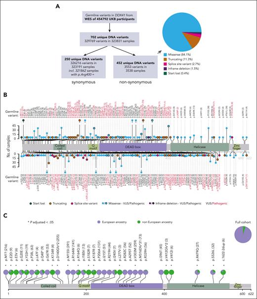 Prevalence of DDX41 germ line variants in the UKB and impact of ancestry. (A) Numbers and types of DDX41 germ line variants identified in the UKB. The pie chart subclassifies the 452 unique nonsynonymous variants. (B) Lolliplot depicting the location and frequency of nonsynonymous germ line DDX41 variants that are either known to be pathogenic (see “Methods”) or present in ≥3 participants. Variants are depicted above or below the protein sequence for clarity of representation only. The frequency of each variant in UKB is reflected in its lollipop height and is also entered numerically next to each variant. Different types of variants are distinguished by their color and the presence/absence of a black border, as per the key. (C) Differences in the prevalence of common DDX41 nonsynonymous variants (with a frequency ≥ 0.0001 in participants of European or non-European ancestry) between individuals with European (lavender) vs non-European (green) ancestry. Asterisks mark variants displaying a significantly different distribution among the 2 ancestries compared to the full cohort (P-adjusted < .05; P values adjusted according to Bonferroni correction for 66 tests).