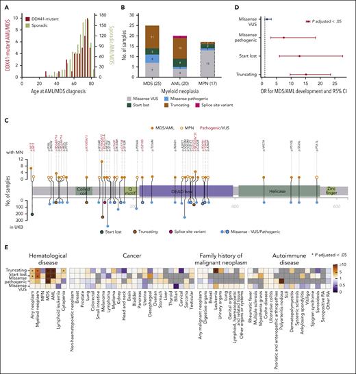 Associations of DDX41 germ line variants with MDS/AML and other phenotypes. (A) Distribution of age at MDS/AML diagnosis of 45 DDX41 germ line variant carriers (red, left y-axis) and 1190 noncarriers (olive, right y-axis) who developed AML or MDS. (B) Frequencies of DDX41 variant types among carriers who developed AML, MDS, and MPN (variants in carriers who developed MPN are shown only for comparison and were not used for variant risk estimation). (C) Location and frequency of DDX41 variants present in participants who developed MN. The frequency of each variant in participants who developed MN is shown on the top and in the entire UKB on the bottom panel. Variants present in participants who developed MDS/AML are depicted as closed orange circles and MPN as open orange circles. Variant types are color-coded as per the figure key. (D) OR for developing MDS/AML with different types of germ line DDX41 variants compared with that of participants with no such variants. OR that are significantly different from 1 (P-adjusted < .05; P values adjusted for 173 tests, including the association tests for other phenotypes shown in Figure 2E, Bonferroni correction) are depicted in red. (E) Associations between different DDX41 variant types and other phenotypes. Gray color indicates that the analysis was not possible as no variant carrier developed the phenotype. An asterisk denotes significant associations after multiple testing correction (P-adjusted < .05; P values adjusted for 173 tests). SLE, systemic lupus erythematosus; RA, rheumatoid arthritis.
