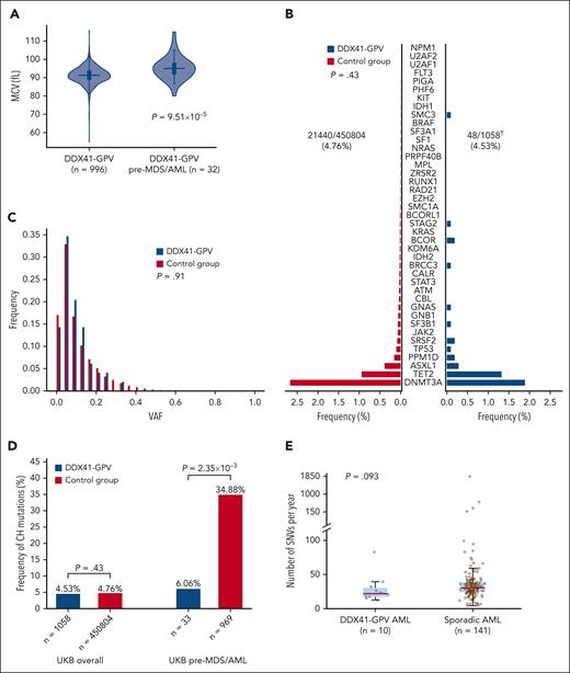 Early detection and leukemic evolution in DDX41-GPV carriers. (A) Distribution of MCV in DDX41-GPV carriers who did not develop any MN vs those who developed MDS/AML. (P = 9.51 × 10–5). (B) Prevalence and (C) variant allele fraction distribution of somatic variants associated with CH in individuals with DDX41-GPV vs controls (all UKB participants lacking nonsynonymous DDX41 germ line variants). There were no differences between the 2 group with regards to CH prevalence (OR, 0.89; 95% CI, 0.66-1.20; P = .43, multivariate logistic regression) or clone size (P = .91; Mann-Whitney U test). (D) Comparison of frequencies of CH somatic mutations in all DDX41-GPV carriers vs controls overall (left), and specifically in those UKB participants who later developed MDS/AML (right). (E) Total somatic SNV burden in the genomes of DDX41-GPV–associated (n = 10) vs sporadic (n = 141) AML cases. There was no significant difference between the 2 groups (P = .093, Mann-Whitney U test), indicating that there is no increased mutagenesis in the former. In panels A and E, the horizontal lines mark the medians, the box marks the interquartile range, and whiskers extend to the last data point lying within 1.5× the interquartile range (Tukey whiskers). † denotes somatic mutation calling with Mutect2 failed for 1 of 1059 DDX41-GPV samples.