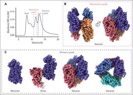 Different oligomeric forms of 12-LOX. (A) SEC UV absorbance trace (280 nm ) of 12-LOX purification. 12-LOX separated as 2 distinct peaks, 1 corresponding to a tetramer (red box) and the other corresponding to a dimer (blue box). (B) Cryo-EM map of a 12-LOX tetramer from tetrameric SEC peak. (C) Cryo-EM maps of different 12-LOX oligomers resolved from dimeric SEC peak.