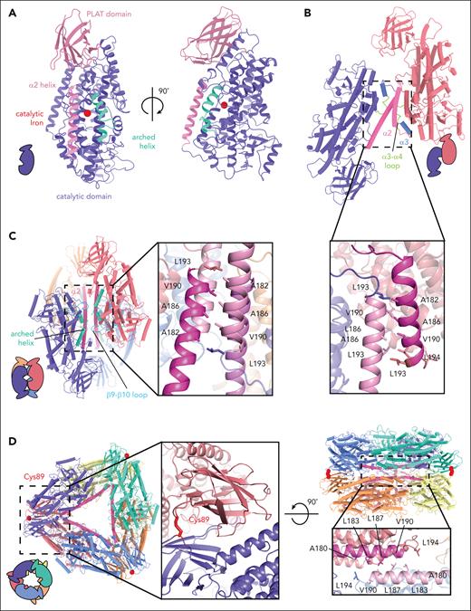 Oligomeric structures of 12-LOX. Models of 12-LOX as (A) monomer, (B) dimer, (C) tetramer, and (D) hexamer. Each subunit is represented by a different color and the α2-helix colored in pink and an arched helix in cyan. The graphical representation of each oligomeric state at the bottom left and inset details the oligomeric interface. Interacting amino acids are shown as sticks. (D) Cys89 (red) contributes a disulfide bridge to the interface of the hexamer. The Fe atom is shown as a red sphere.