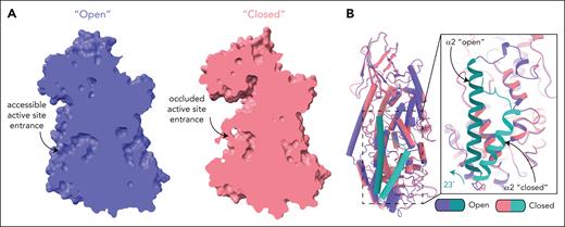 Conformational changes in the 12-LOX dimer. (A) Surface representation of 12-LOX in the open (left) and closed states (right), showing the active site cavity of the dimer 12-LOX subunits. In the open conformation, the cavity is occupied by a small molecule. (B) An alignment of open and closed states shows a 23° rotation and unwinding of the N-terminal residues of the α2-helix. The inset shows the zoomed-in view of the active site entrance. The α2-helix is in cyan.