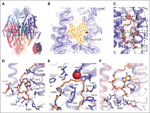 Acyl-CoA binding site in the 12-LOX tetramer. (A) Model of a 12-LOX tetramer, with density in the catalytic site shown in cyan. The graphical representation is shown in the right corner. (B) Acyl-CoA model and the density. Density is shown as a transparent surface, and the model as sticks colored by the heteroatoms. (C) Model of acyl-CoA within the catalytic site of 12-LOX. (D-E) 12-LOX residues in contact with acyl-CoA (orange) are shown as sticks. (D) Interactions of the adenosine triphosphate group. (E) Interactions of the acyl tail. (F) Conformational changes in the residues in contact with acyl-CoA. Acyl-CoA--bound subunit is shown in purple and unbound is shown in pink. Iron atom is shown as a red sphere.