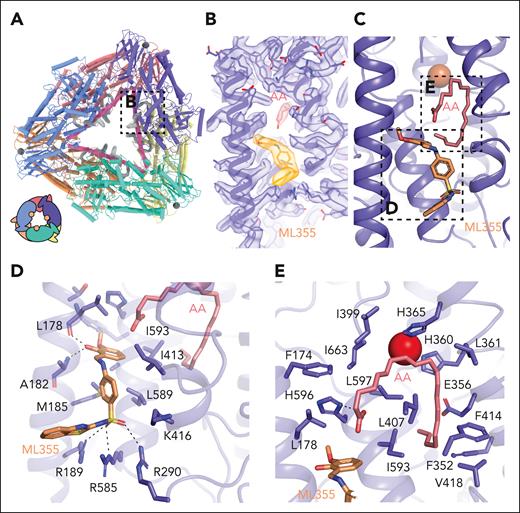 ML355 and AA binding sites in the 12-LOX hexamer. (A) Model of the 12-LOX hexamer with density at the catalytic site shown in gray. The graphical representation is shown in the bottom left corner. (B) Density of AA and ML355. Density is shown as a transparent surface, and the models as sticks (orange for ML355 and pink for AA) colored by heteroatoms. (C) Model of 12-LOX bound to ML355 and AA. (D-E) 12-LOX residues in contact with (D) ML355 (orange) and (E) AA (pink) are shown as sticks. Iron atom is shown as a red sphere.