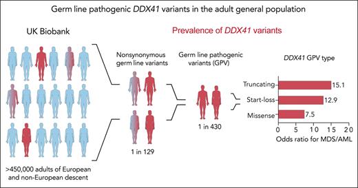 In a population-level analysis, Cheloor Kovilakam et al found that nonsynonymous germ line DDX41 variants were present in 1 in 129 individuals and DDX41-GPV were present in 1 out of 430 adults in the UK Biobank. In addition, the DDX41-GPV variant type influenced the risk of MDS/AML, with truncating and start-loss alterations conferring the highest risk. Professional illustration by Somersault18:24.