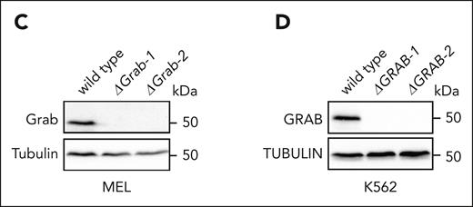 Grab is required for heme synthesis during erythropoiesis. (C-D) Immunoblotting analyses validating the knockout of Grab in MEL cells (C) and K562 cells (D).