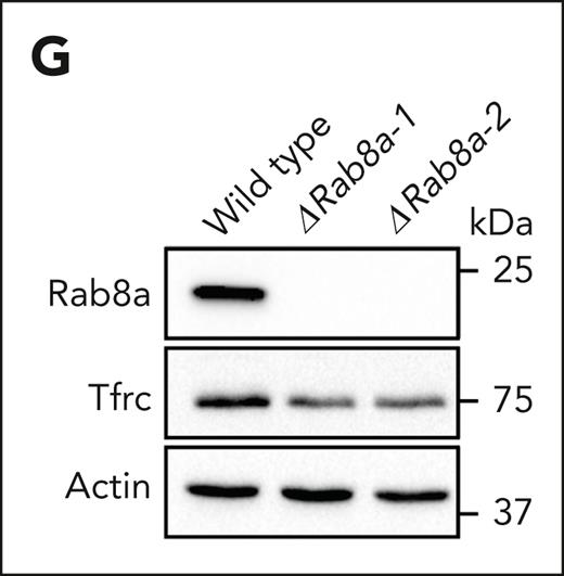 Grab regulates the recycling of Tfrc through Rab8a. (G) Immunoblotting analyses of Rab8a and Tfrc in wild-type and Rab8a knockout MEL cells.
