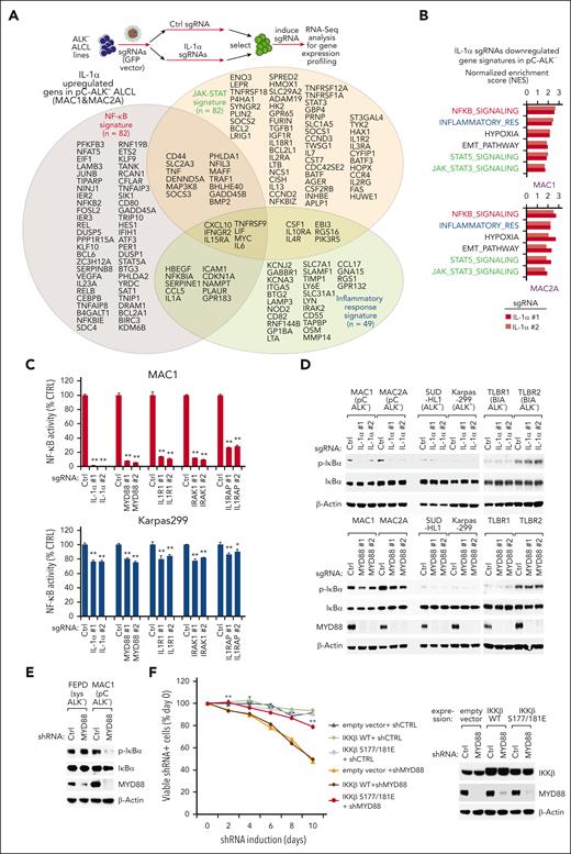 IL-1R pathway mediates NF-κB activation in ALK− ALCL with higher IL-1α. (A) The workflow of using RNA-seq analysis to profile gene expression changes upon sgRNAs depletion of IL-1α in ALCL lines (upper). IL-1α–upregulated genes grouped according to gene expression signatures, in both MAC1 and MAC2A cell lines (lower). (B) Gene set enrichment analysis (GSEA) of gene expression signatures that were enriched among IL-1α upregulated genes in both MAC1 (upper) and MAC2A (lower) lines. Only the overlapped and shared signatures among all sgRNA transduced samples in both cell lines were shown. (C) NF-κB-driven luciferase reporter–engineered MAC1 (upper) or Karpas299 (lower) lines were transduced with indicated sgRNAs. Relative NF-κB reporter activities were measured after 4 days of induction. P was calculated comparing sgCTRL and the indicated sgRNA groups; ∗P < .05; ∗∗P < .01. (D) Indicated ALCL lines were transduced with MYD88, IL-1α, or Ctrl sgRNAs, selected, and expression induced. Lysates were analyzed by immunoblotting for the indicated proteins. (E) Indicated ALCL lines were transduced with MYD88 or Ctrl shRNAs, selected, and expression induced. Lysates were analyzed by immunoblotting for the indicated proteins. (F) MAC1 line was stable engineered with IKKβ WT, IKKβ S176/180E, or empty control, then transduced with MYD88 or Ctrl shRNAs along with GFP. The fraction of viable, GFP+/shRNA+ cells relative to the live cell fraction is plotted at the indicated times after shRNA induction, normalized to day 0 values. Error bars denote SD of triplicates. P was calculated by comparing the IKKβ S176/180E and IKKβ WT engineered lines with MYD88 shRNA transduction. ∗∗P < .01.