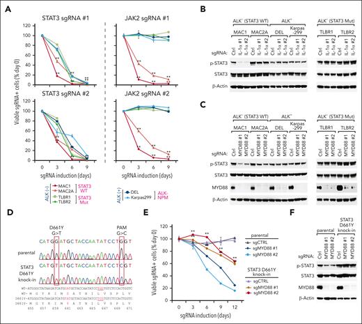 Cooperation of the JAK- STAT3 mutation and the IL-1R pathway in ALCL. (A) Indicated ALCL lines were transduced with STAT3 or JAK2 sgRNAs along with GFP. The fraction of viable GFP+/sgRNA+ cells relative to the live cell fraction is plotted at the indicated times after sgRNA induction, normalized to day 0 values. Error bars denote SD of triplicates. P was calculated comparing day 0 to each time point of indicated sgRNA induction in the MAC1 and MAC2A lines. ∗∗P < .01. (B-C) Indicated ALCL lines were transduced with MYD88, IL-1α, or ctrl sgRNAs, selected, and expression induced. Lysates were analyzed by immunoblotting for the indicated proteins. (D) Using CRISPR site-specific knockin to generate a MAC1 line carrying the STAT3 D661Y mutation. The 661st amino acid in WT and mutated STAT3 sequences and their coding sequences are marked red. To prevent the continuous DNA cutting by the Cas9 protein, the guiding RNA targeting protospacer adjacent motif (PAM) was also switched from “TGG” to “TCG” to produce a silent mutation. (E) MAC1 parental or STAT3 D661Y knockin lines were transduced with MYD88 or ctrl sgRNAs along with GFP. The fraction of viable GFP+/sgRNA+ cells relative to the live cell fraction is plotted at the indicated times after sgRNA induction, normalized to day 0 values. Error bars denote SD of triplicates. P was calculated by comparing the parental and STAT3 D661Y knockin lines with the indicated MYD88 sgRNA transduction. ∗∗P < .01. (F) MAC1 parental or STAT3 D661Y knockin lines were transduced with MYD88 or ctrl sgRNAs, selected, and expression induced. Lysates were analyzed by immunoblotting for the indicated proteins.