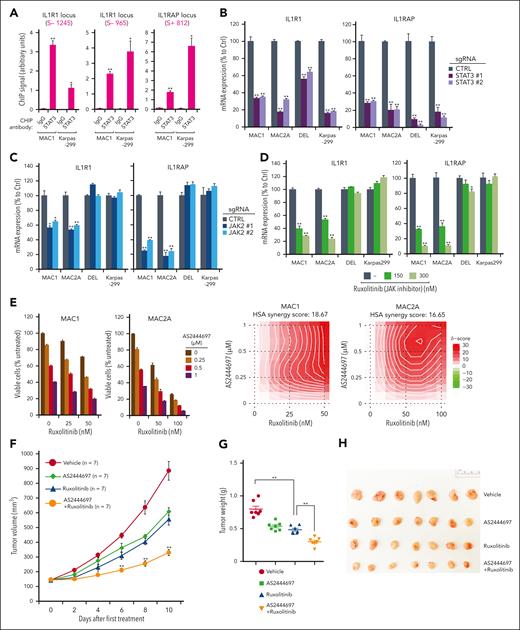 IL-1R pathway contributes to the JAK inhibitor treatment sensitivity in pC-ALCL. (A) Chromatin IPs from the indicated antibodies were subjected to real-time PCR analysis for candidate STAT3-binding regions in the IL1R1 and IL1RAP loci in the indicated ALCL lines. (B-C) Indicated ALCL lines were transduced with STAT3, JAK2, or Ctrl sgRNAs, selected, and expression induced, IL1R1 and IL1RAP expressions were measured by real-time PCR. (D) Indicated ALCL lines were treated with the JAK inhibitor ruxolitinib at the indicated concentrations for 24 hours, and IL1R1 and IL1RAP expressions were measured. (E) Viability of indicated cell lines after treatment with AS2444697, ruxolitinib, or both (left). Formal calculation of synergism between AS2444697 and ruxolitinib (right). Positive highest-single-agent (HSA) synergy score values indicate synergy. (F) NSG mice bearing MAC1 xenografts were treated with AS2444697, ruxolitinib, the combination of AS2444697 and ruxolitinib, as well as vehicle controls. Tumor growth was measured as a function of tumor volume. Error bars denote SEM. (G-H) Tumor weight (G) and size (H) at the treatment end point. In panels A-D, error bars denote SEM of triplicates. P was calculated comparing sgCTRL and the indicated sgRNA groups or comparing untreated and treated groups; ∗P < .05; ∗∗P < .01. In panels F-G, error bars denote SEM. ∗P < .05; ∗∗P < .01.