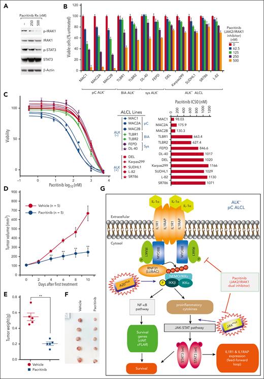 Targeting IRAK1/JAK2 using pacritinib in pC ALK− ALCL cell lines and xenograft mouse models. (A) Indicated ALCL lines were treated with pacritinib at the indicated concentrations for 24 hours. Lysates were analyzed by immunoblotting for the indicated proteins. (B) Indicated ALCL lines were treated with pacritinib at the indicated concentrations for 3 days. Viability was measured by an MTS assay and normalized to DMSO-treated cells. Error bars denote SEM of triplicates. (C) The half-maximal inhibitory concentration (IC50) of pacritinib in ALCL lines. The IC50 was calculated using GraphPad prism (right). (D) NSG mice bearing MAC1 xenografts were treated with pacritinib or vehicle control. Tumor growth was measured as a function of tumor volume. Error bars denote SEM. ∗P < .05; ∗∗P < .01. (E-F) Tumor weight (E) and size (F) in pacritinib and vehicle treatment groups at the treatment end point. ∗∗P < .01. (G) Model of the action of the IL-1R pathway in pC ALK− ALCL presented in this study.